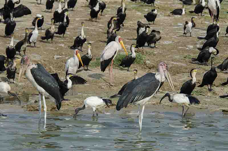 Pájaros - parque nacional Queen Elizabeth - Uganda 2.jpg
